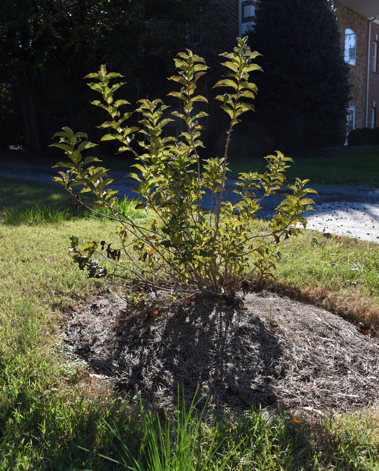 Shallowford Road streetscape